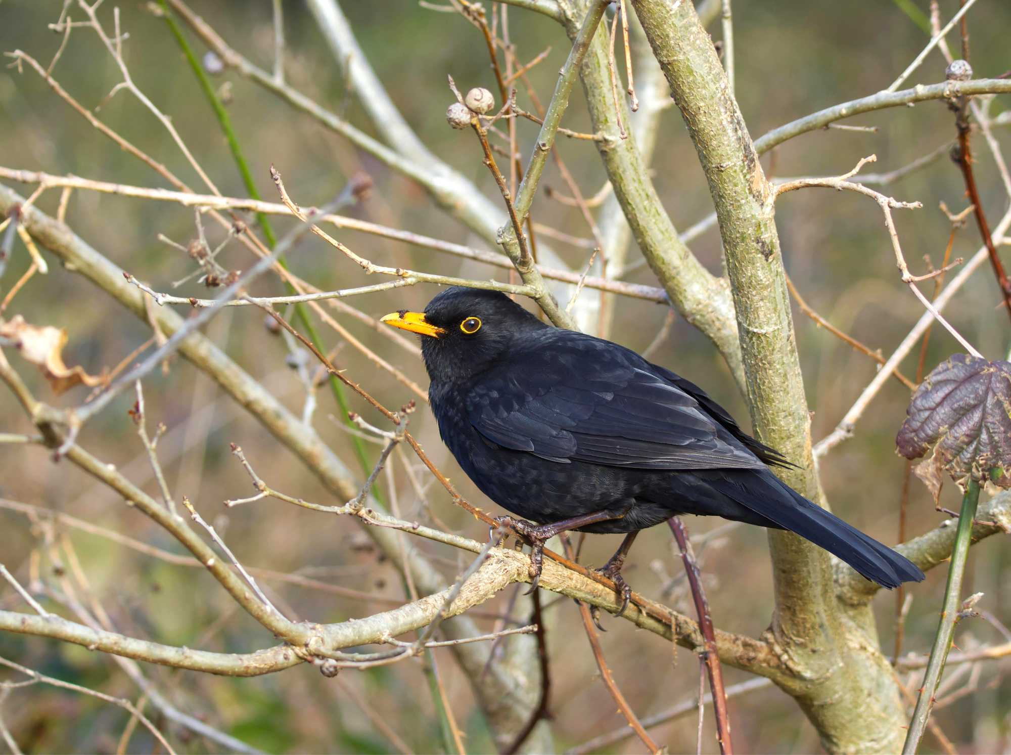 Blackbird1