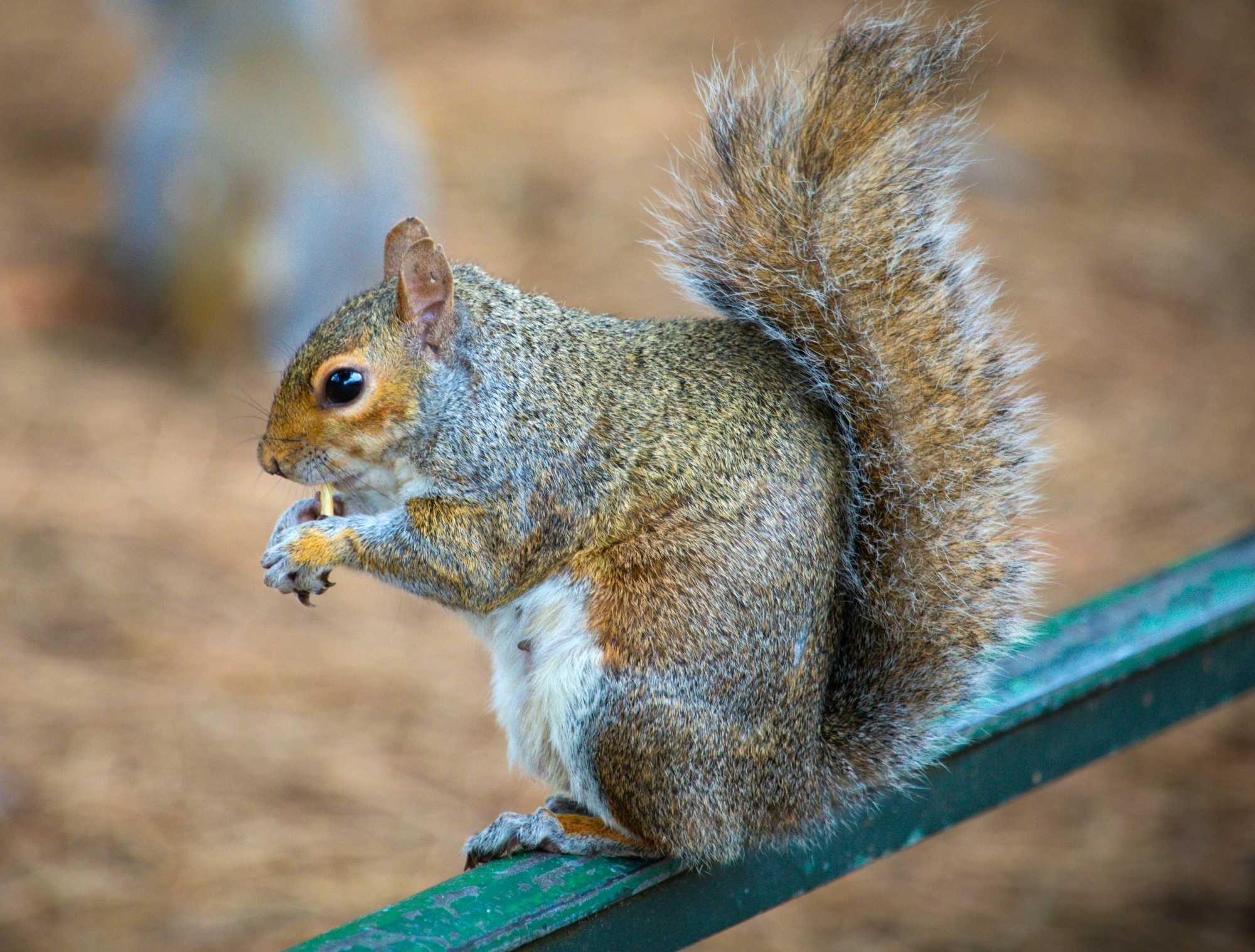 GreySquirrelUK