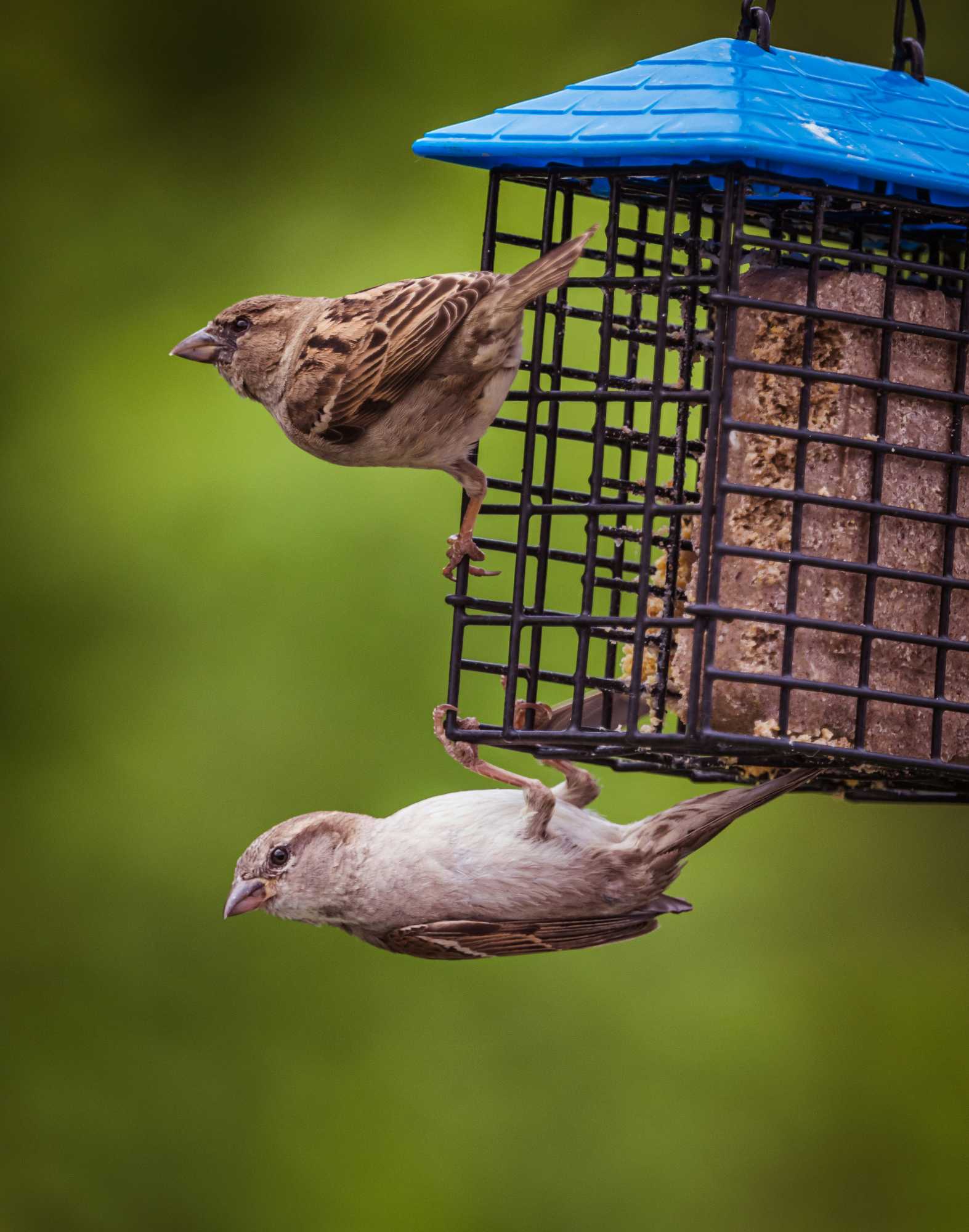 2sparrows