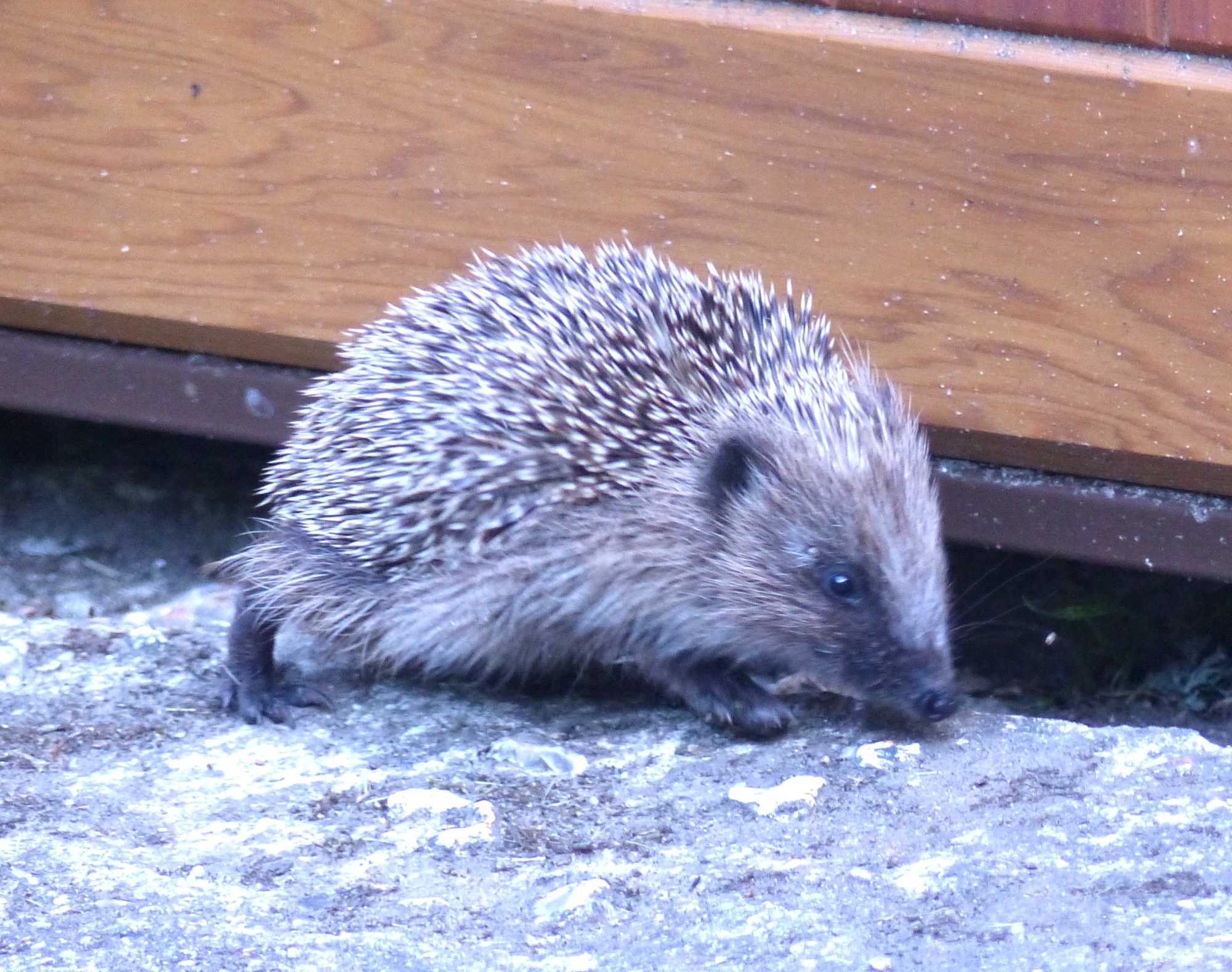 Hedgehog