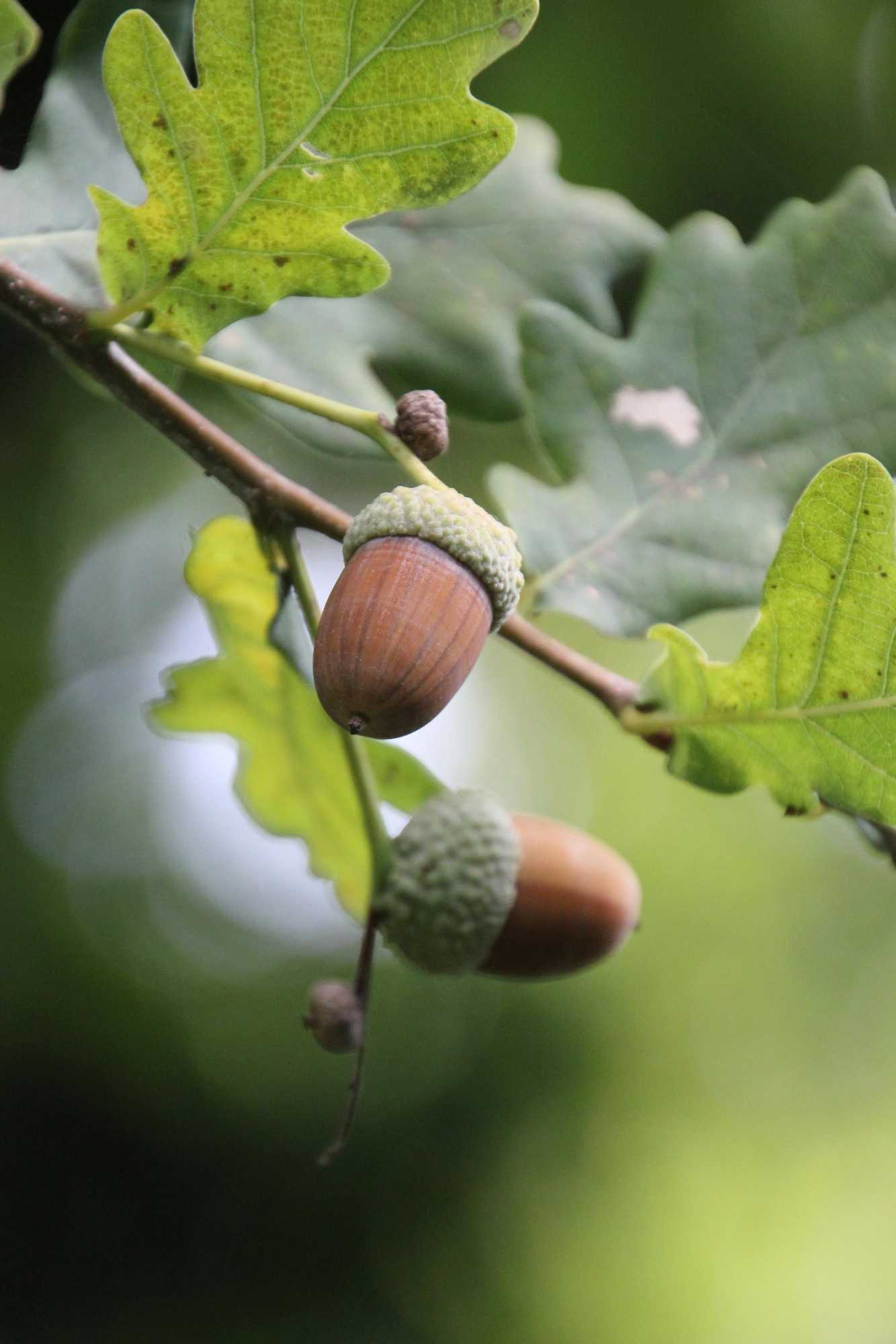 Acorn